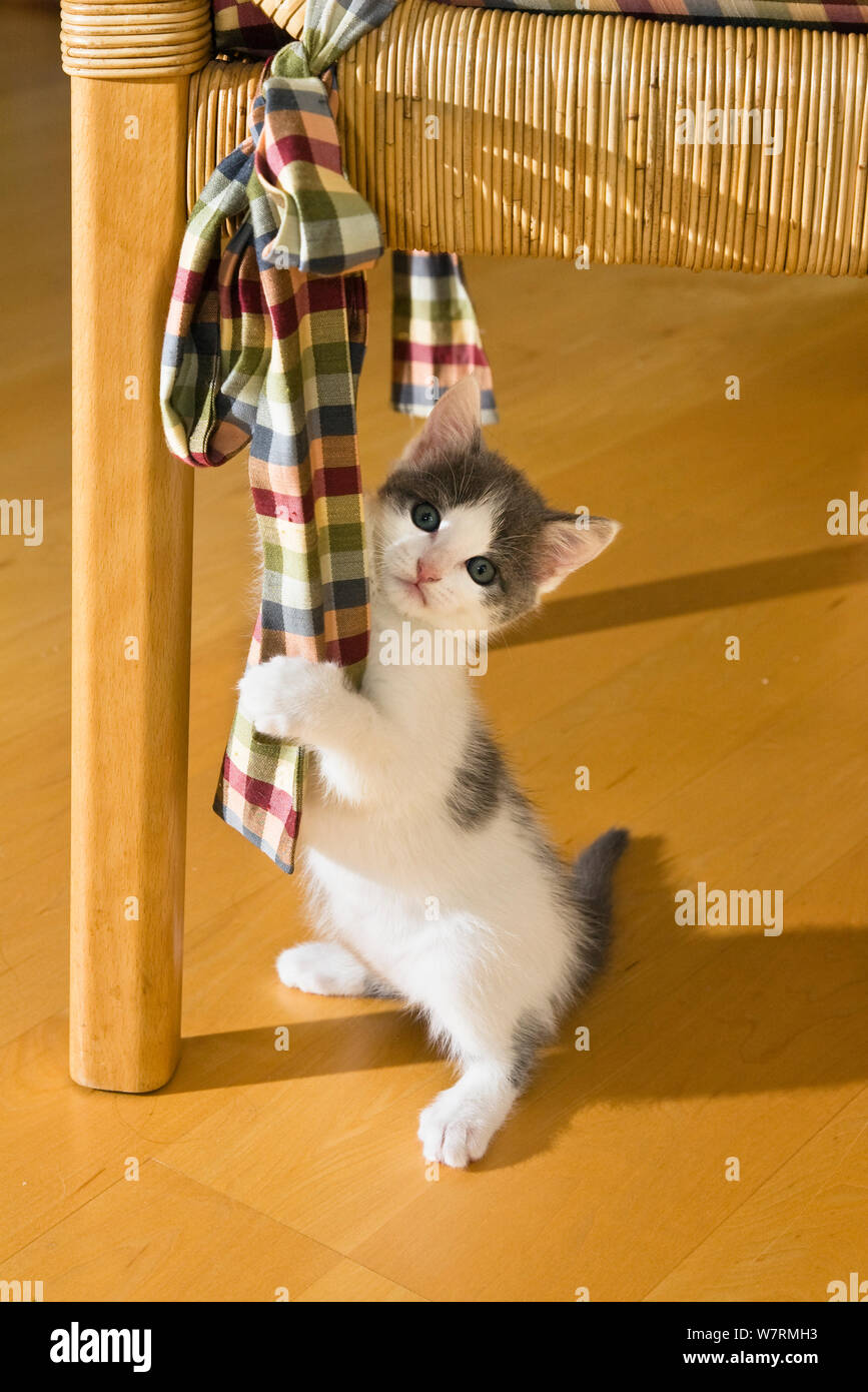 Kitten playing with bow, Germany Stock Photo