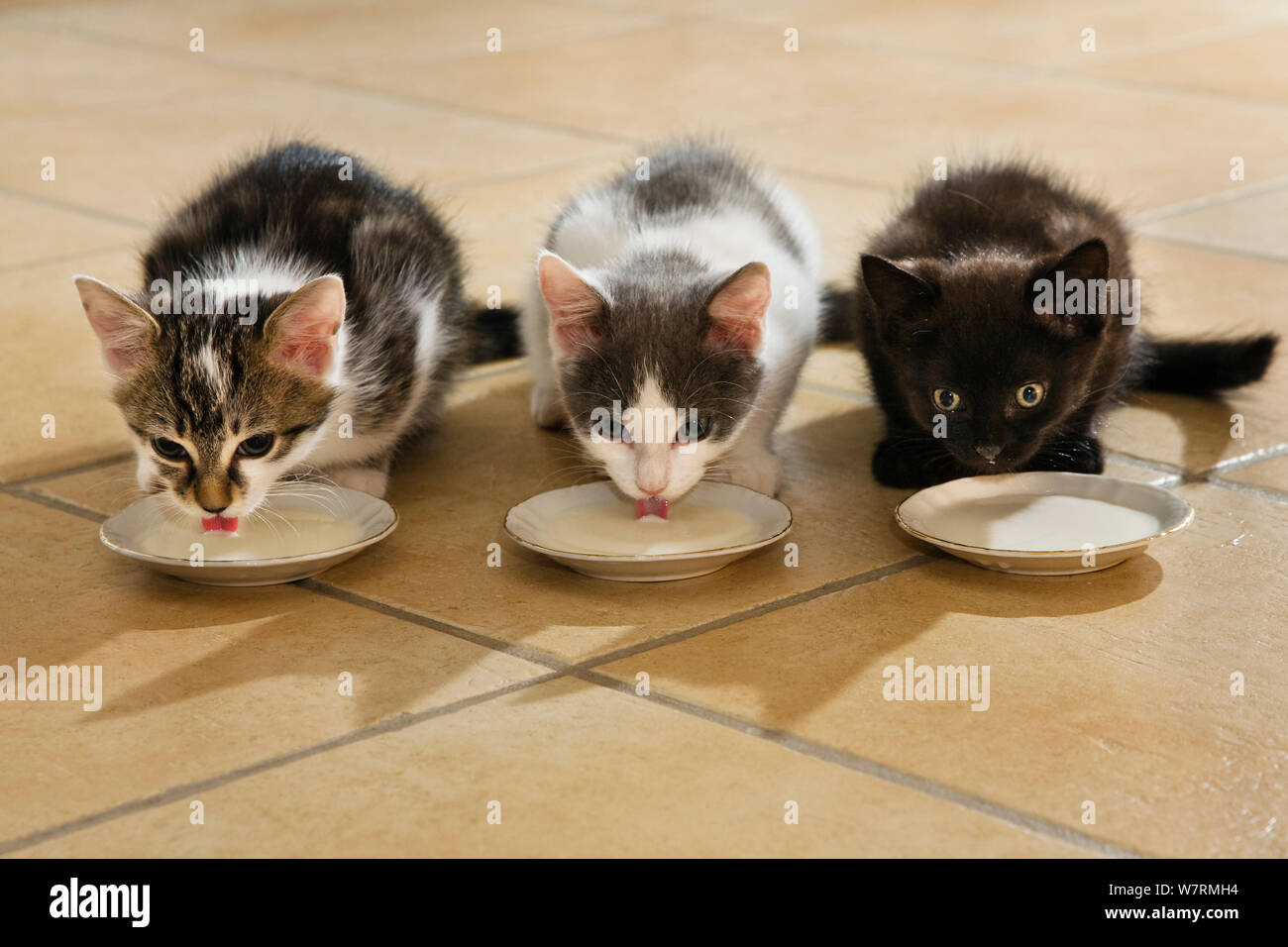 Kittens drinking milk, Germany Stock Photo
