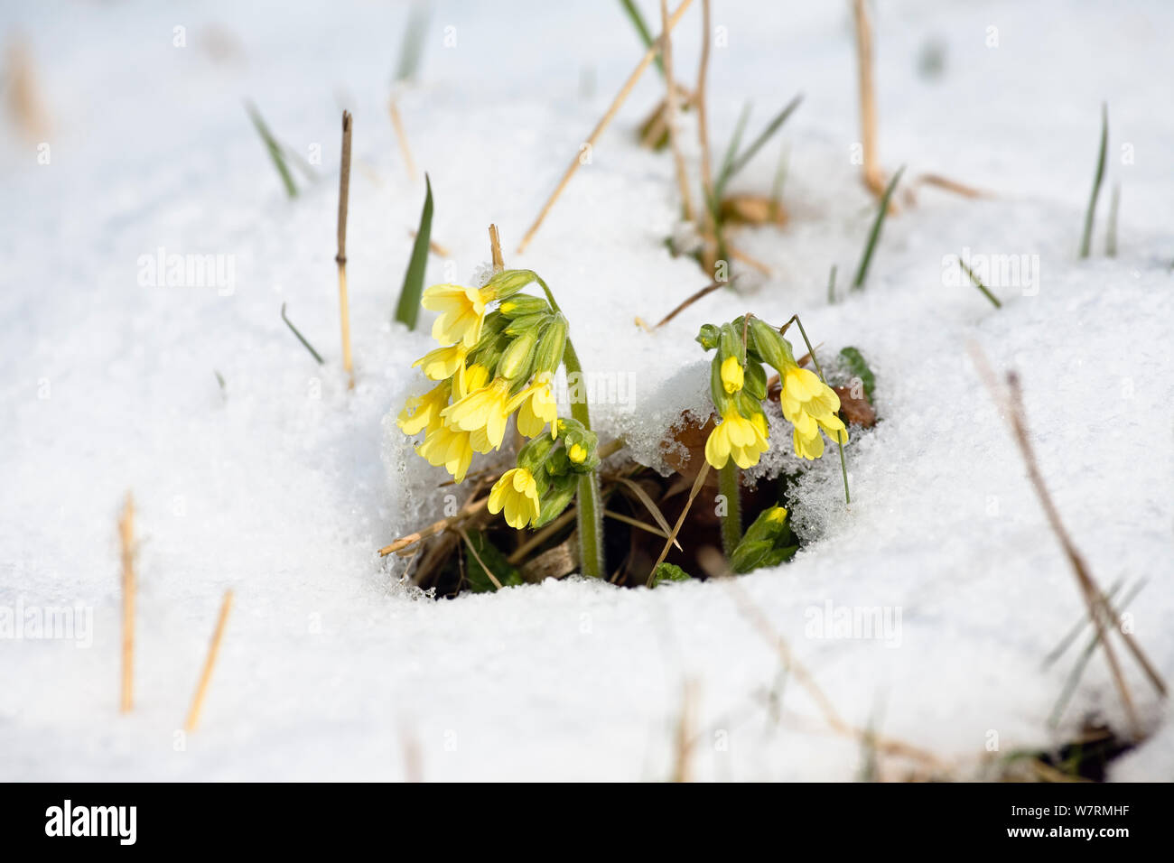 Oxlips (Primula elatior) in flower in the snow,Germany Stock Photo