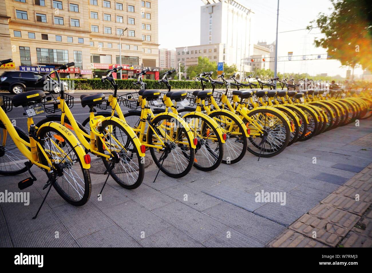 ofo customer service number