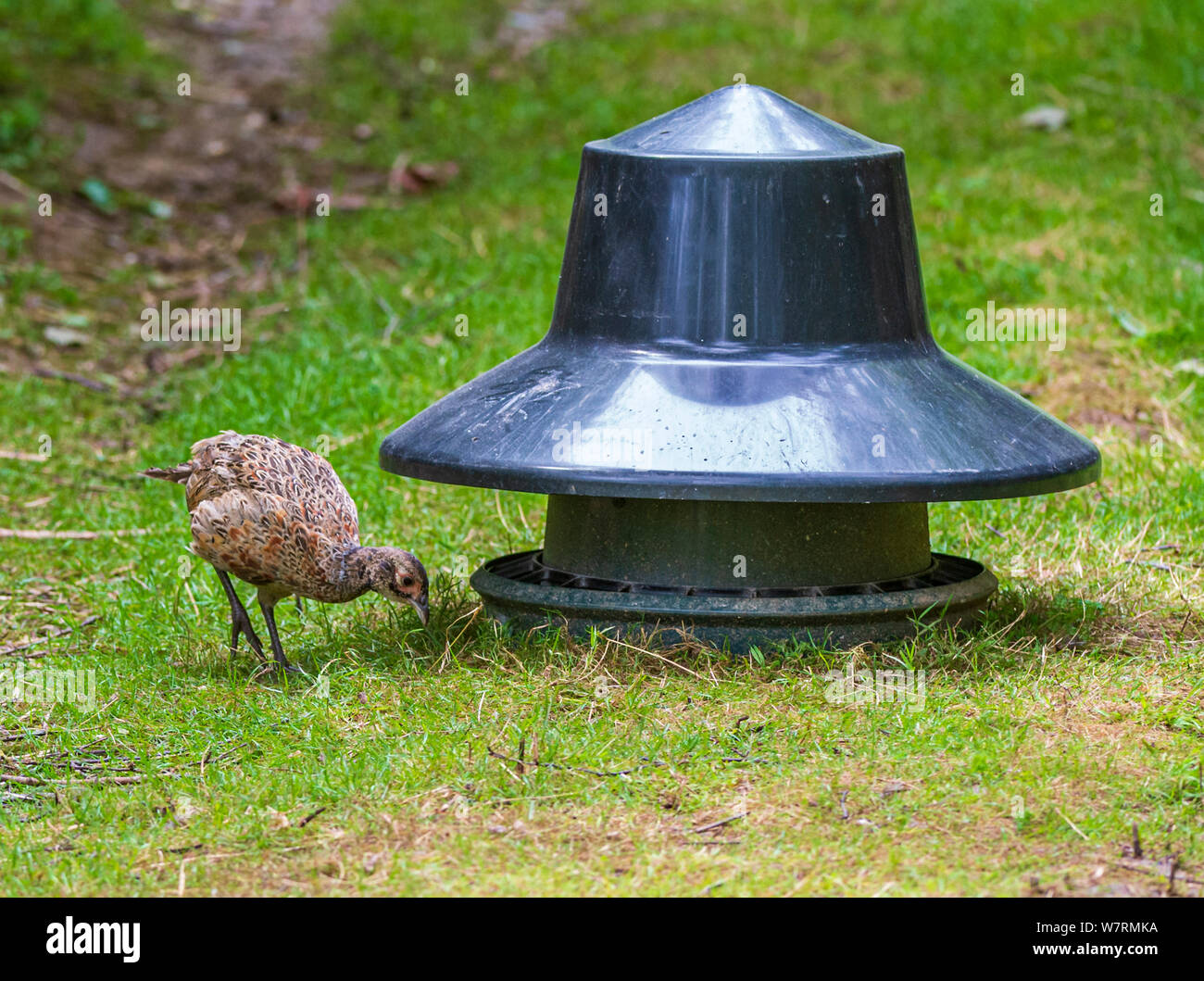 Barrel Feeder Stock Photos Barrel Feeder Stock Images Alamy