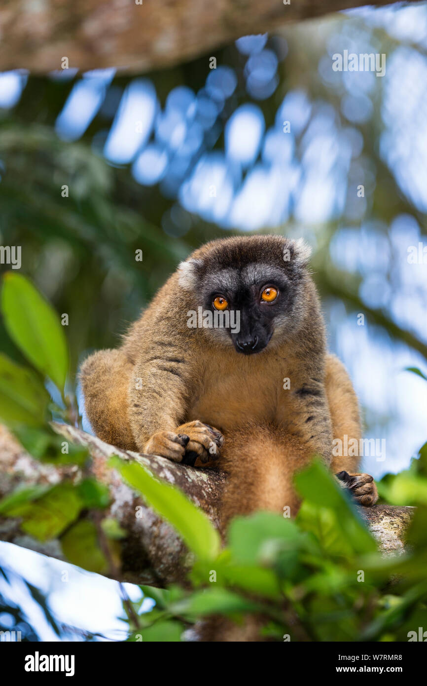 Brown Lemur (Eulemur fulvus) female on branch, East Madagascar, Africa Stock Photo