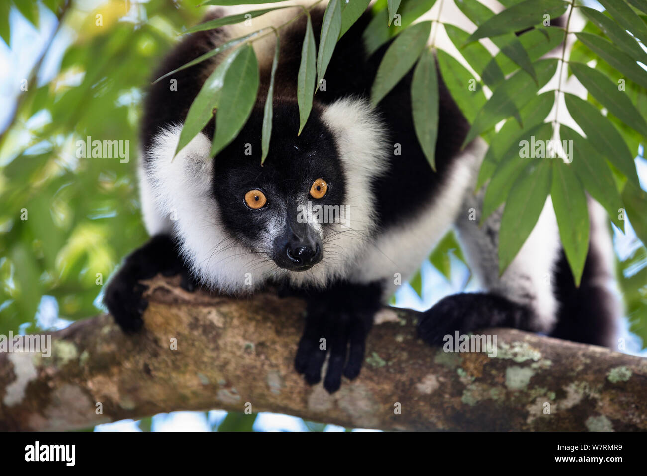 Black and white ruffed Lemur (Varecia variegata) portrait, East Madagascar, Africa Stock Photo