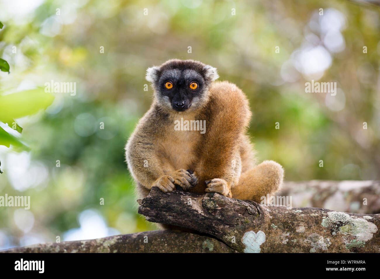 Brown Lemur (Eulemur fulvus) female portrait, East Madagascar, Africa Stock Photo