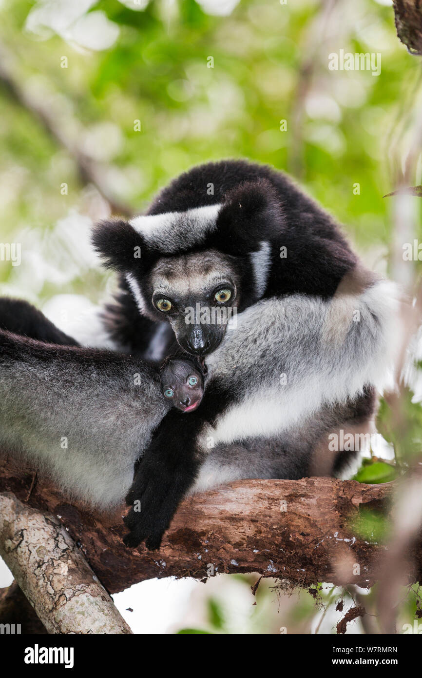 Indri (Indri indri) grooming baby in rainforest, East-Madagascar, Africa Stock Photo