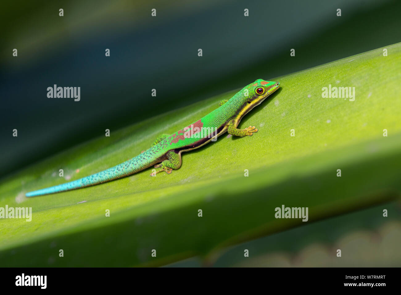 Lined Day Gecko (Phelsuma lineata bifasciata) on leaf, Canal de Pangalanes, East Madagascar, Africa Stock Photo