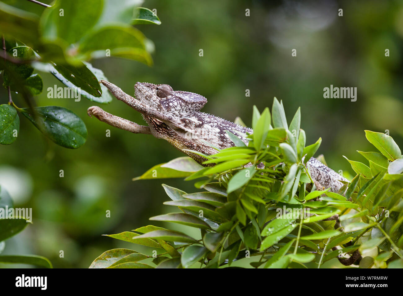 Chamaeleon (Furcifer pardalis) climbing from one branch to another, East Madagascar Stock Photo