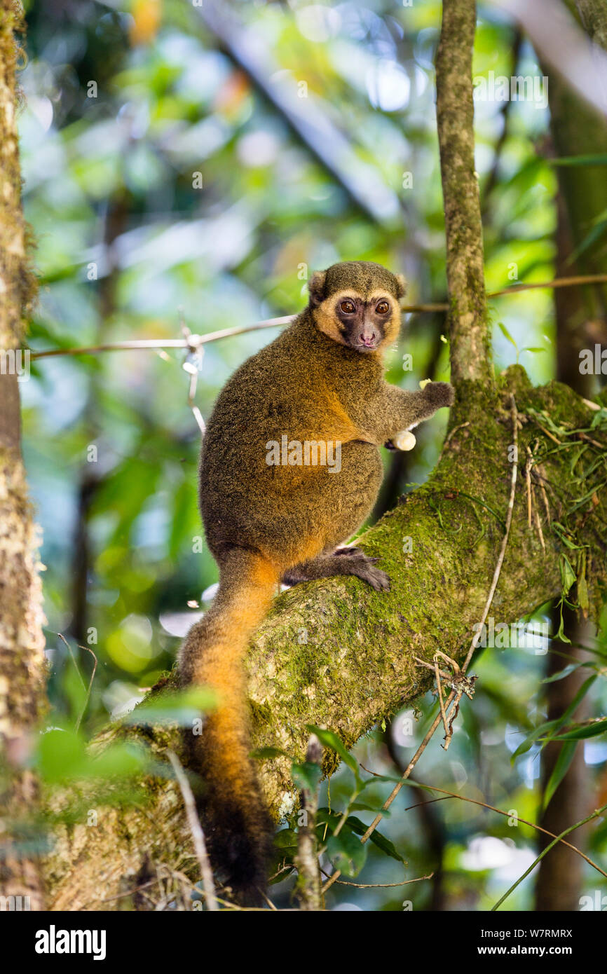 Golden Bamboo Lemur (Hapalemur aureus) male eating bamboo-shoot ...