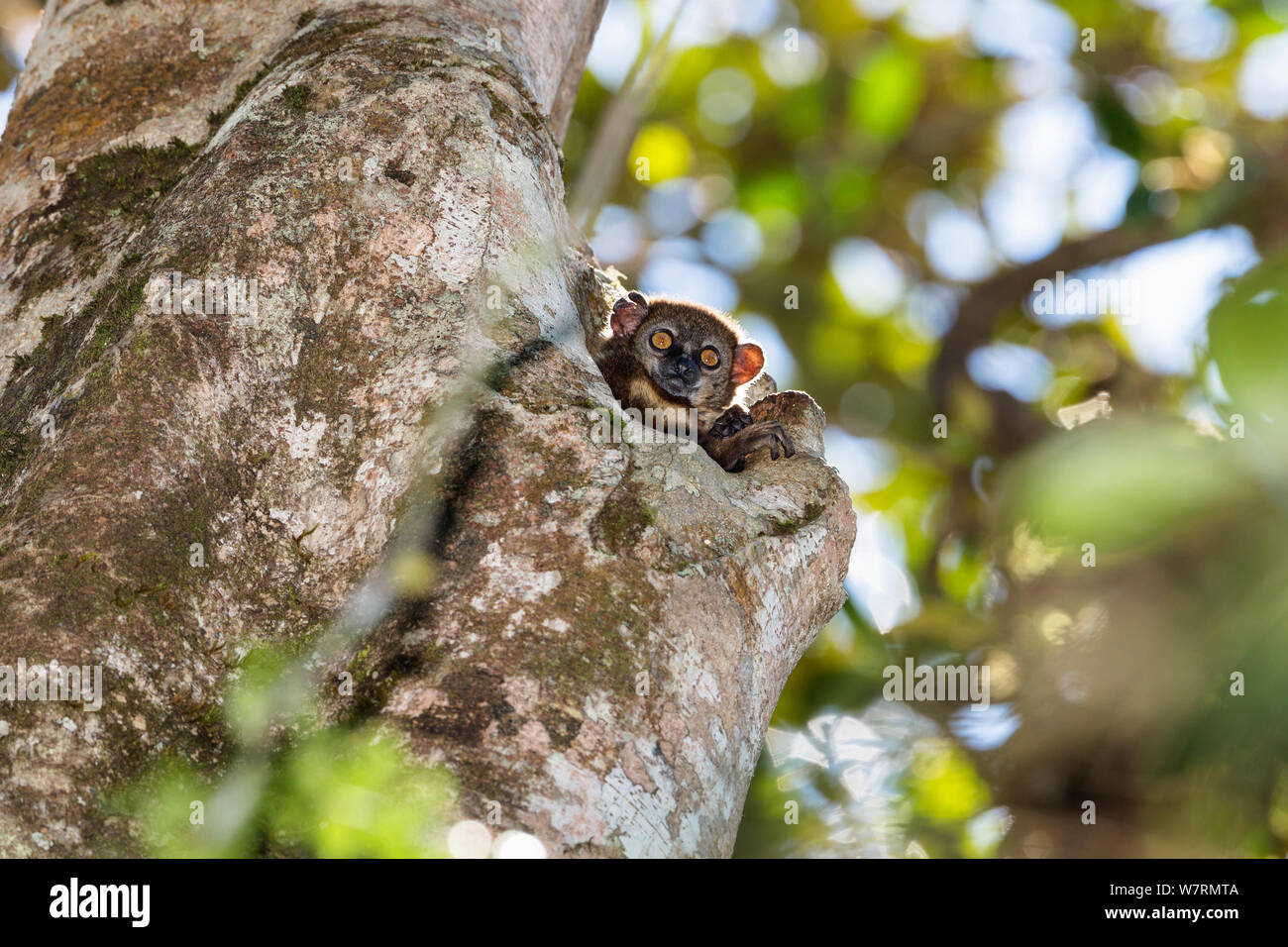 Small-toothed Sportive Lemur (Lepilemur microdon) in tree hole, Ranomafana National Park, Madagascar, Africa Stock Photo