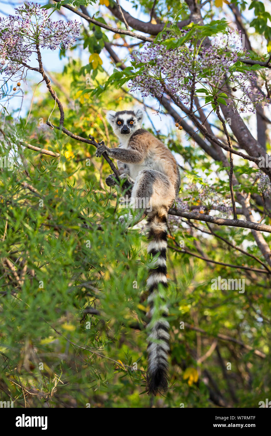 Ringtailed Lemur (Lemur catta) in tree, near Ambalavao, Madagascar, Africa Stock Photo