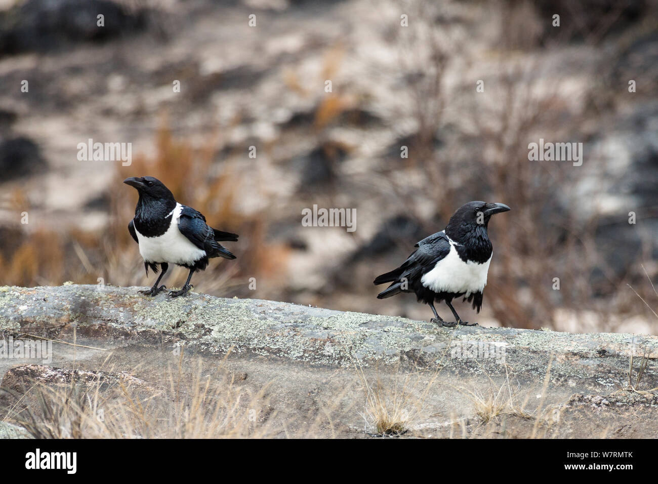 Pied Crows (Corvus albus) pn rocks, Andringitra National Park, Madagascar, Africa Stock Photo