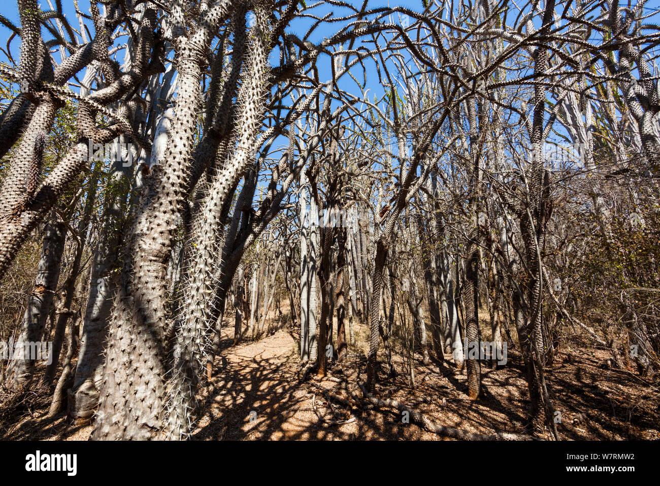 Octopus trees (Didierea trollii) in Thorny forest, Berenty Reserve