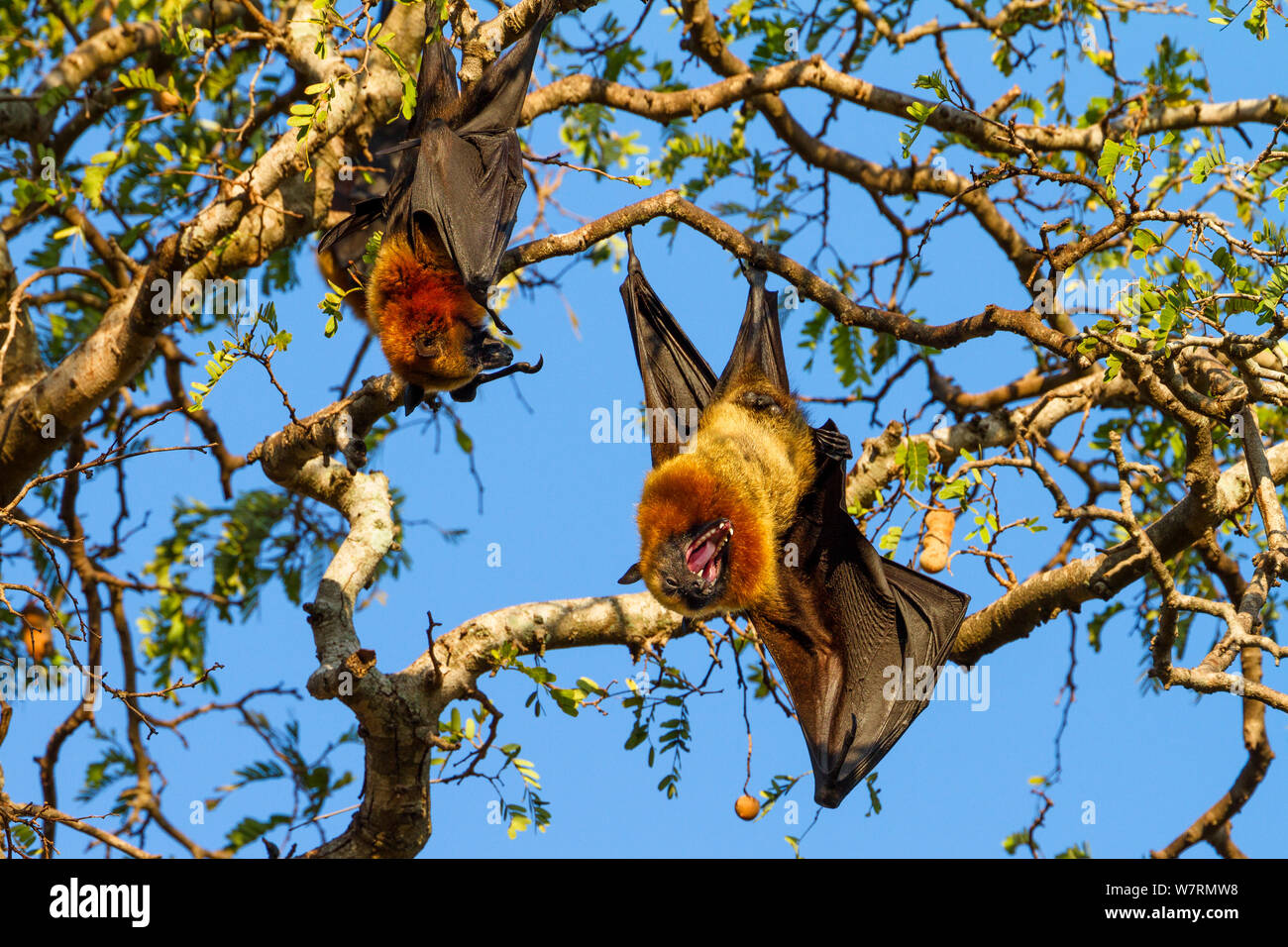 Flying Foxes (Pteropus rufus) roosting in Tamarind tree (Tamarindus indica), Berenty Reserve, South Madagascar, Africa Stock Photo