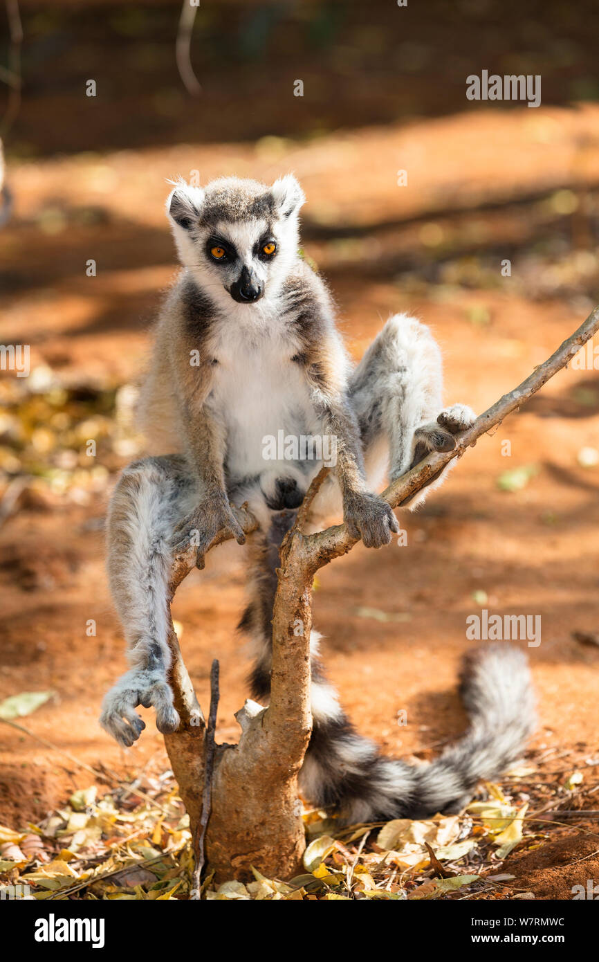 Ringtailed Lemur (Lemur catta) male, Berenty Reserve, South Madagascar, Africa Stock Photo