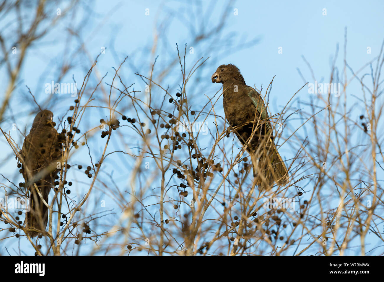 Black Parrots feeding (Coracopsis nigra) Morondava region, West Madagascar, Africa Stock Photo