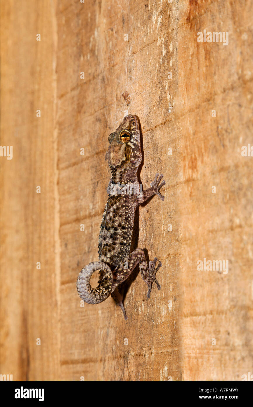 Gecko (Paroedura bastardi) Kirindy Forest, West Madagascar, Africa Stock Photo