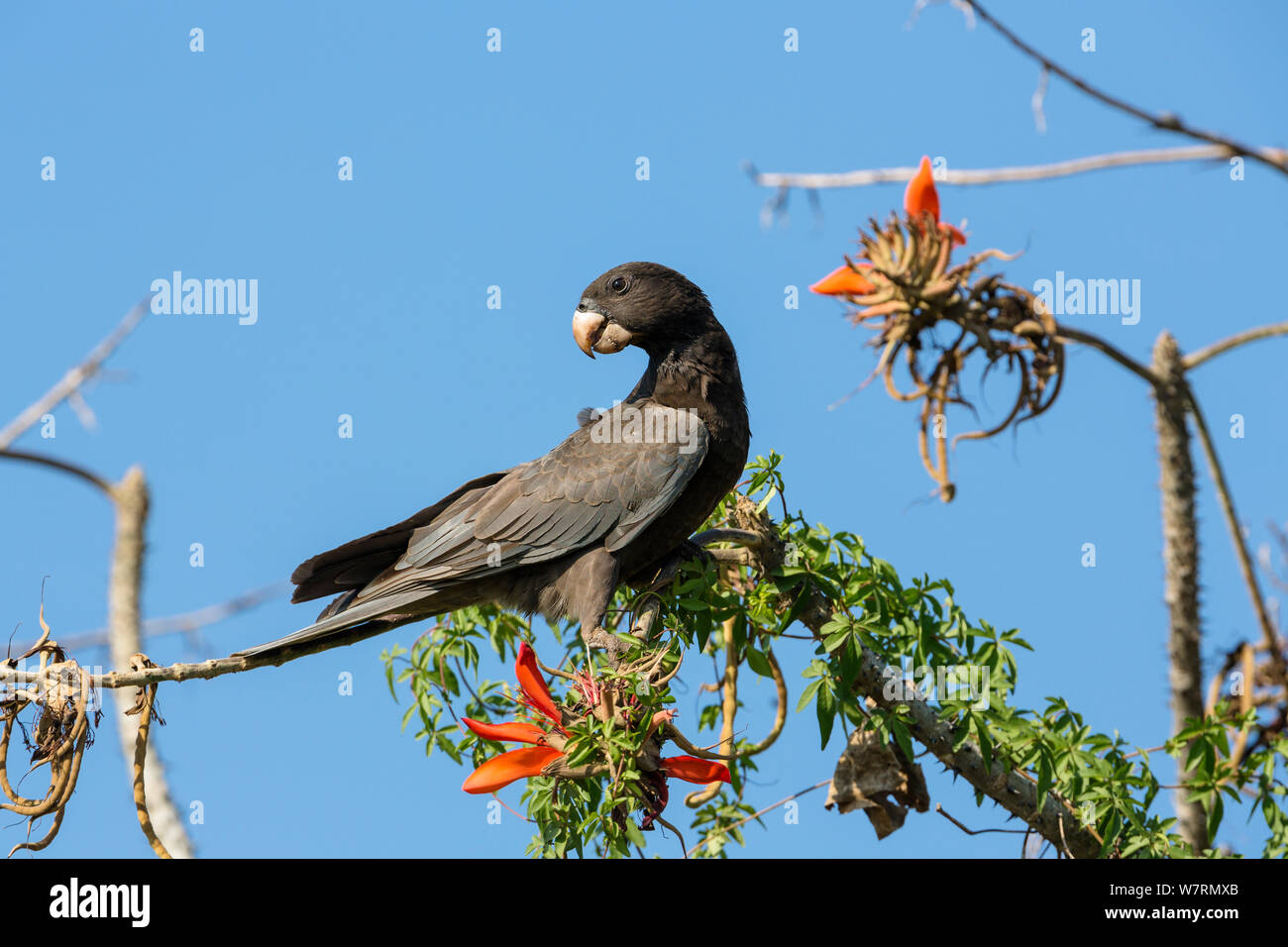 Vasa Parrot (Coracopsis vasa drouhardi) in Coral Tree (Erythrina) Morondava region, West Madagascar, Africa Stock Photo