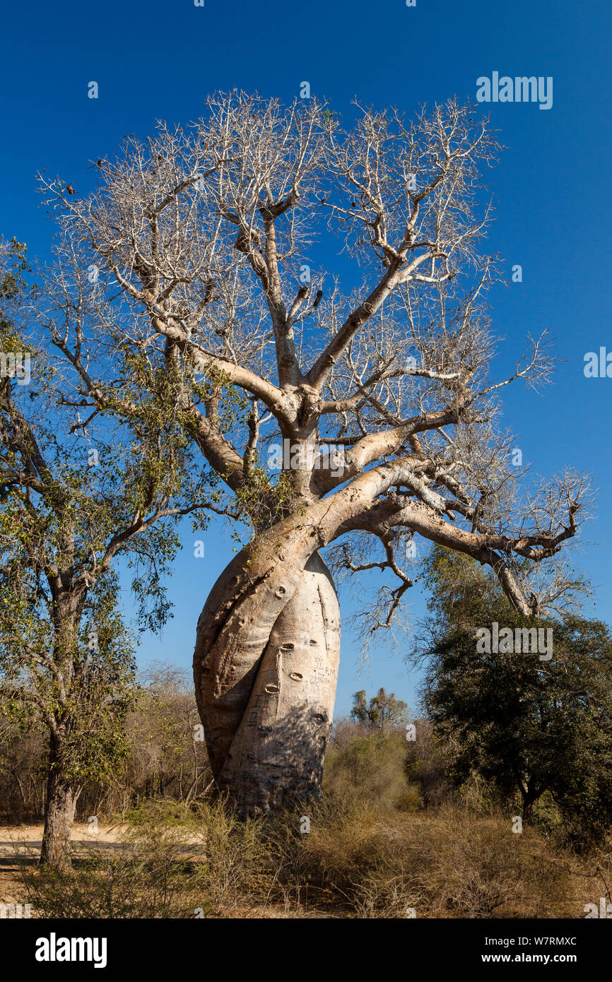 Baobabs (Adansonia rubrostipa) growing inter-twined with each other, near Morondava, Madagascar Stock Photo