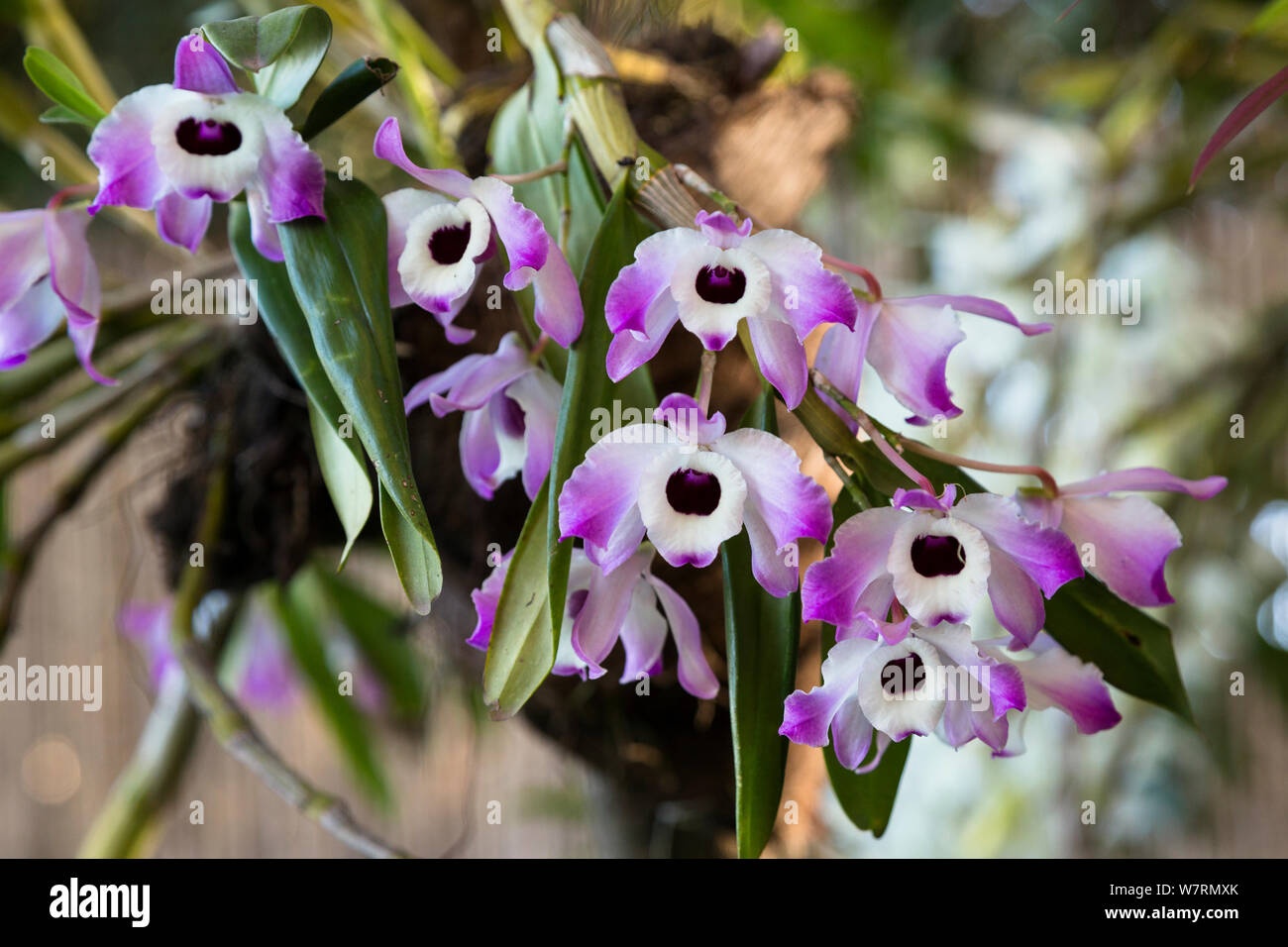 Unidentified orchid in garden, Antananarivo, Madagascar, Africa Stock Photo