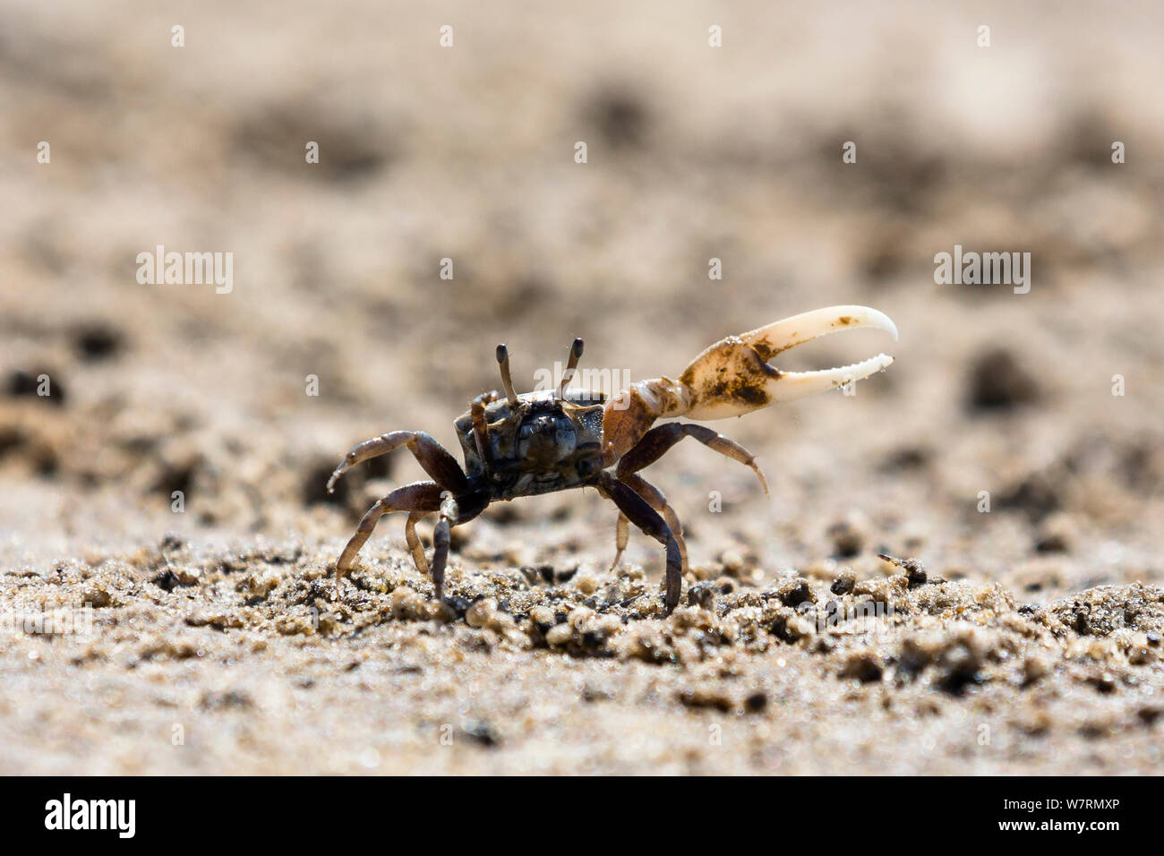 Fiddler Crab (Uca) male on beach signalling with claw , Morondava, West Madagascar, Africa Stock Photo