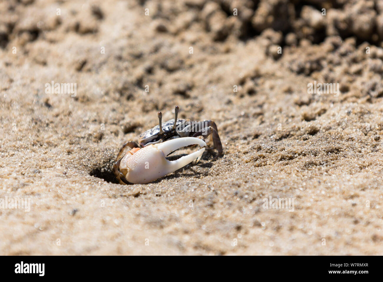 Fiddler Crab (Uca) male on beach signalling with claw , Morondava, West Madagascar, Africa Stock Photo