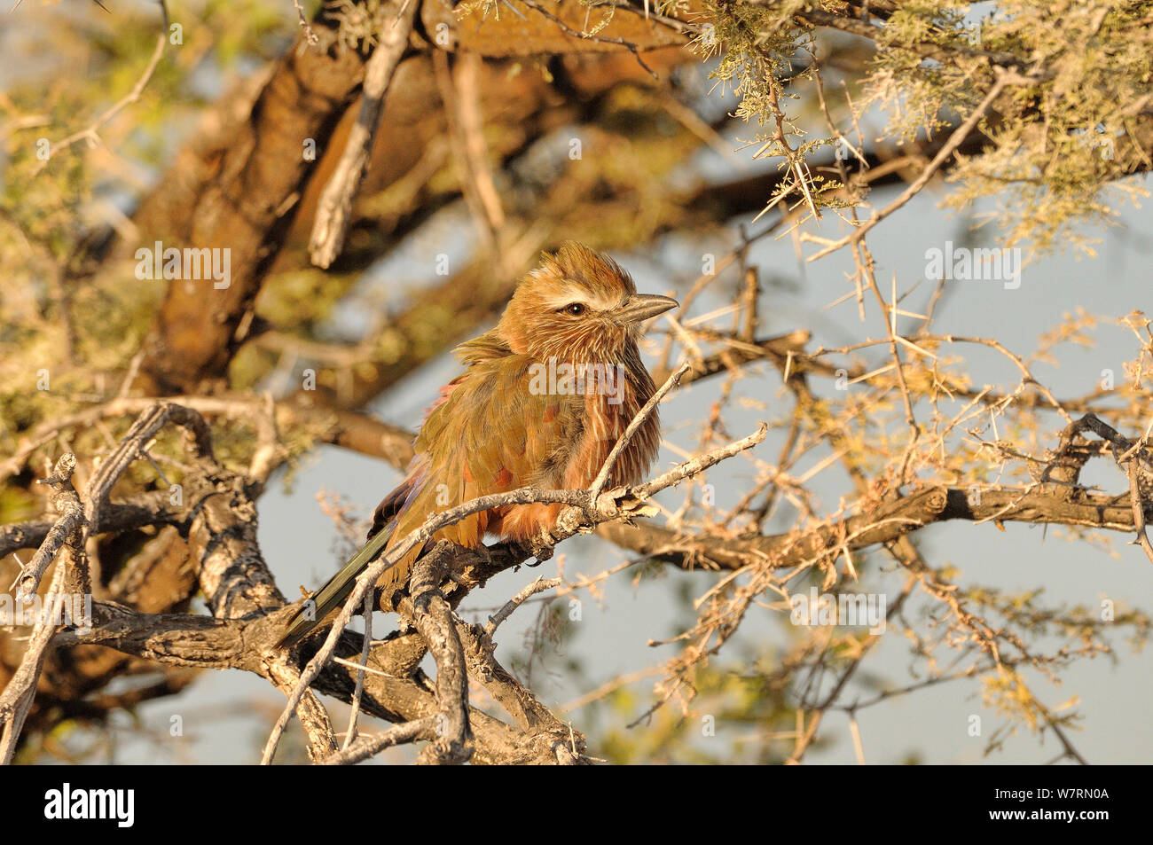 Purple Roller (Coracias naevia) profile, Namibia Stock Photo