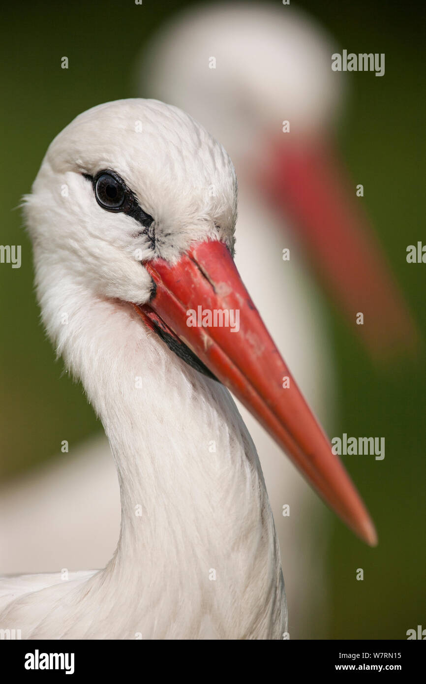 White stork (Ciconia ciconia) adult portrait, captive, Vogelpark Marlow, Germany, May. Stock Photo