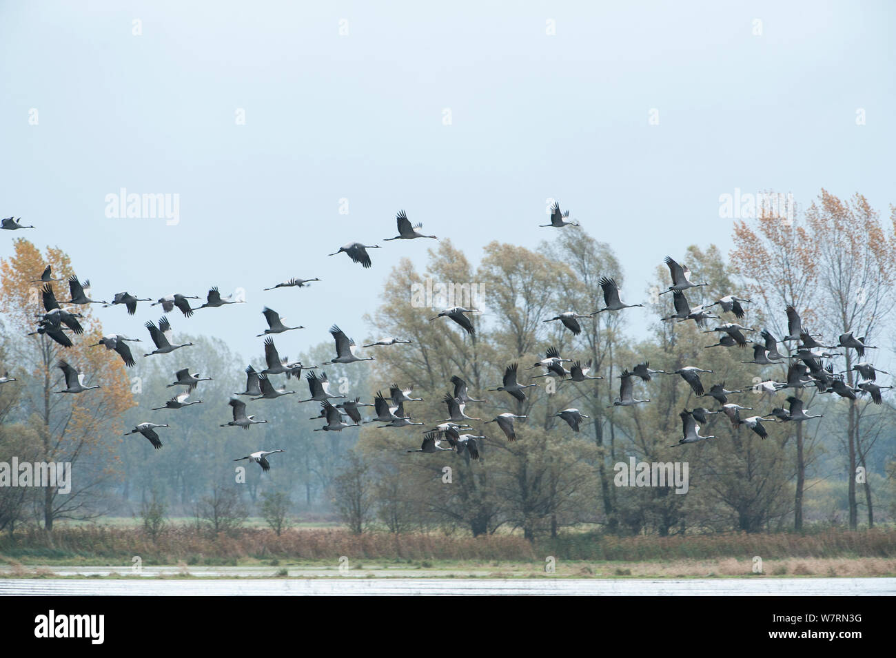 Common cranes (Grus grus) larger flock in flight leaving a night roost site managed by the NABU (Nature and Biodiversity Conservation Union) close to Linum just 40 km outside Berlin. Rhinluch, Brandenburg, Germany. October. Stock Photo