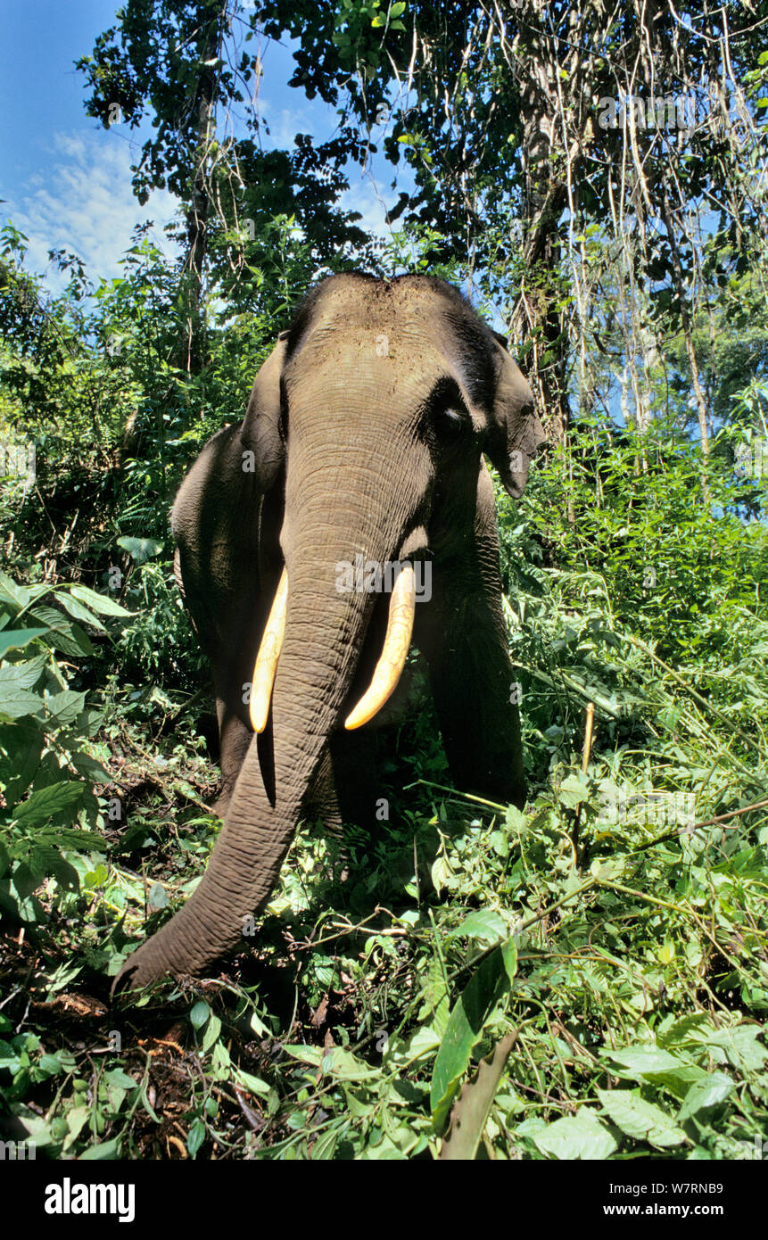 Sumatran elephant (Elephas maximus sumatranus) portrait, Sumatra