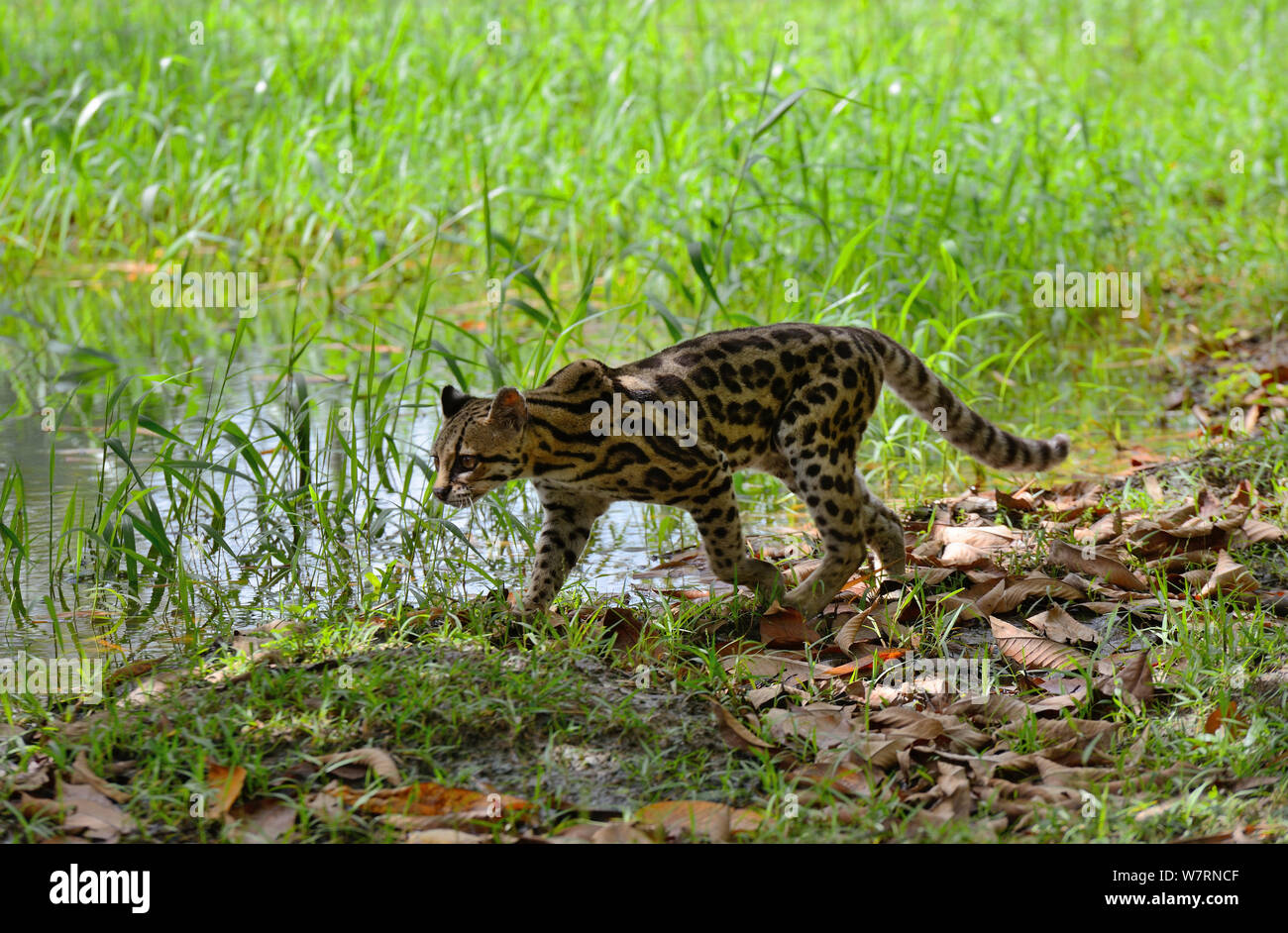 Margay (Leopardus wiedi) in wetland, French Guiana, captive Stock Photo