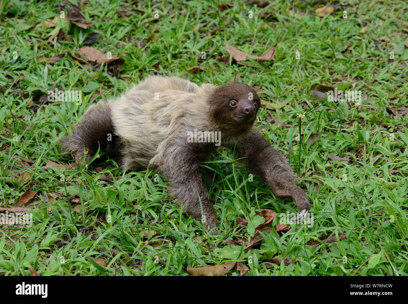 Unau / two-toed sloth (Choloepus didactylus) on ground, French Guiana Stock Photo