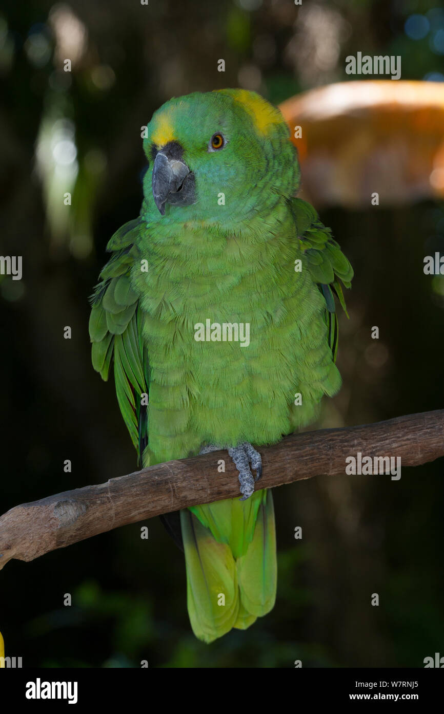 YellowNaped Amazon Parrot (Amazona auropalliata) captive, from S