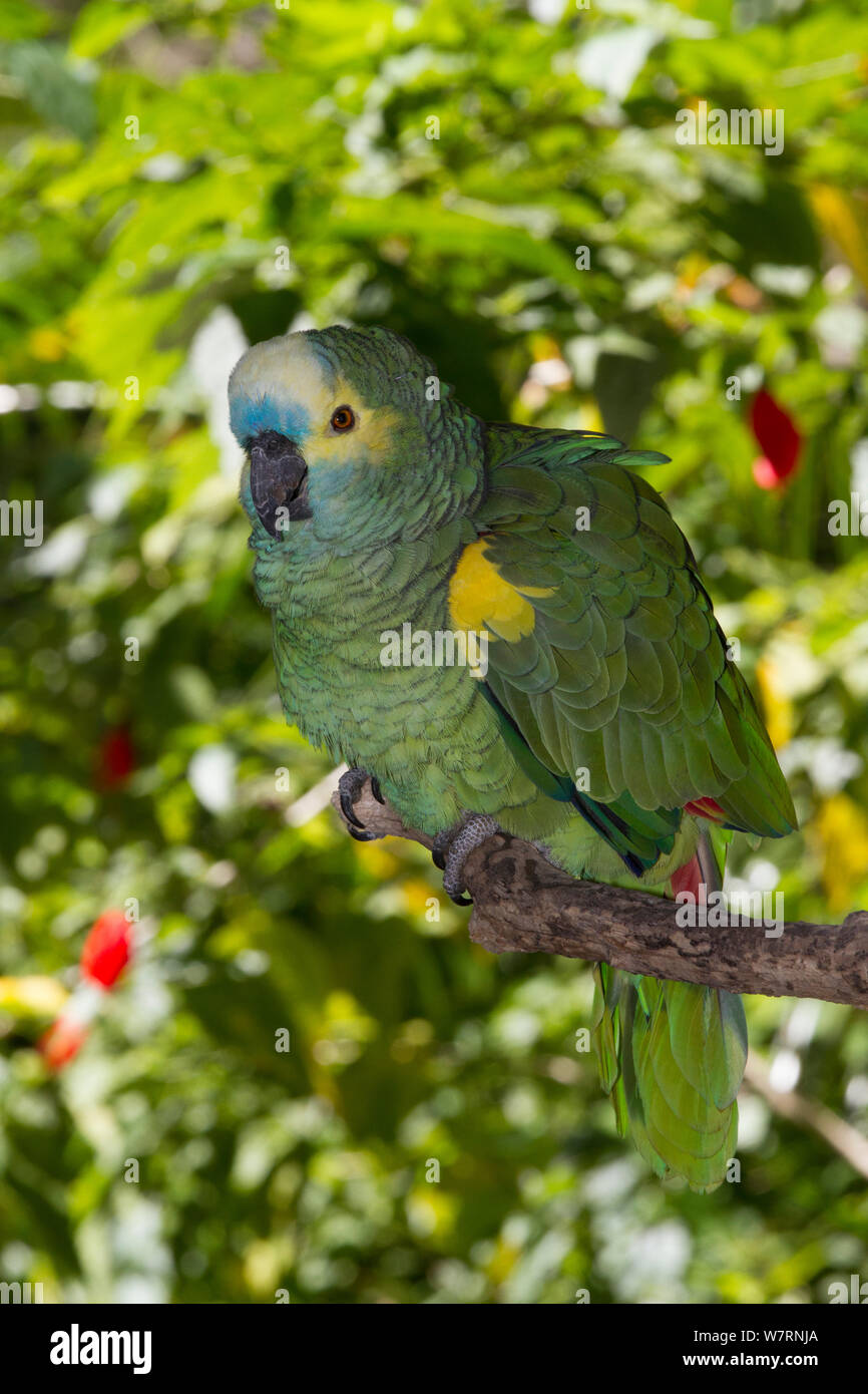 Blue-Fronted Amazon Parrot (Amazona aestiva) captive, from interior South America, Vulnerable species. Non-exclusive Stock Photo