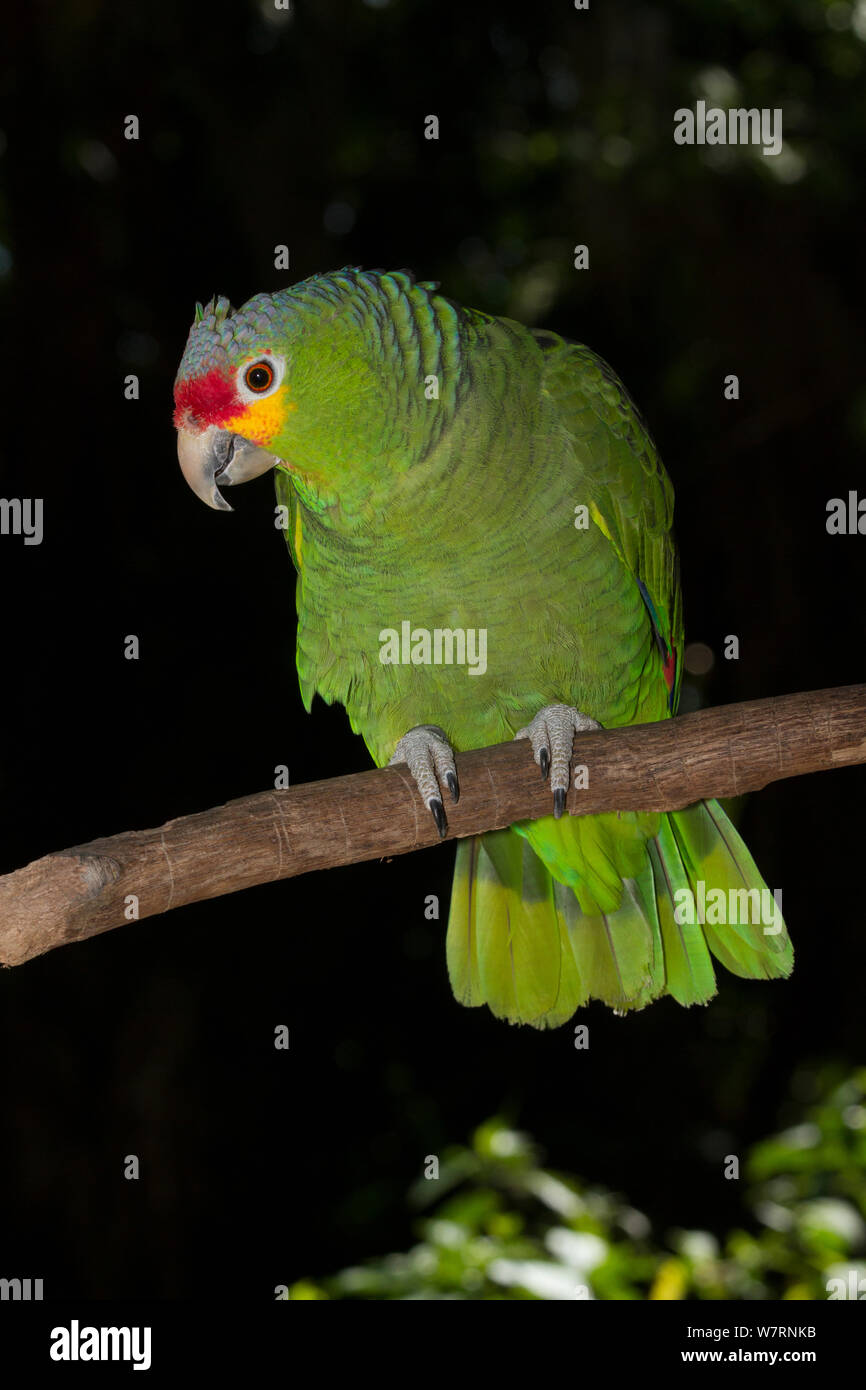 Red-Lored Amazon Parrot (Amazona autumnalis) captive from South America