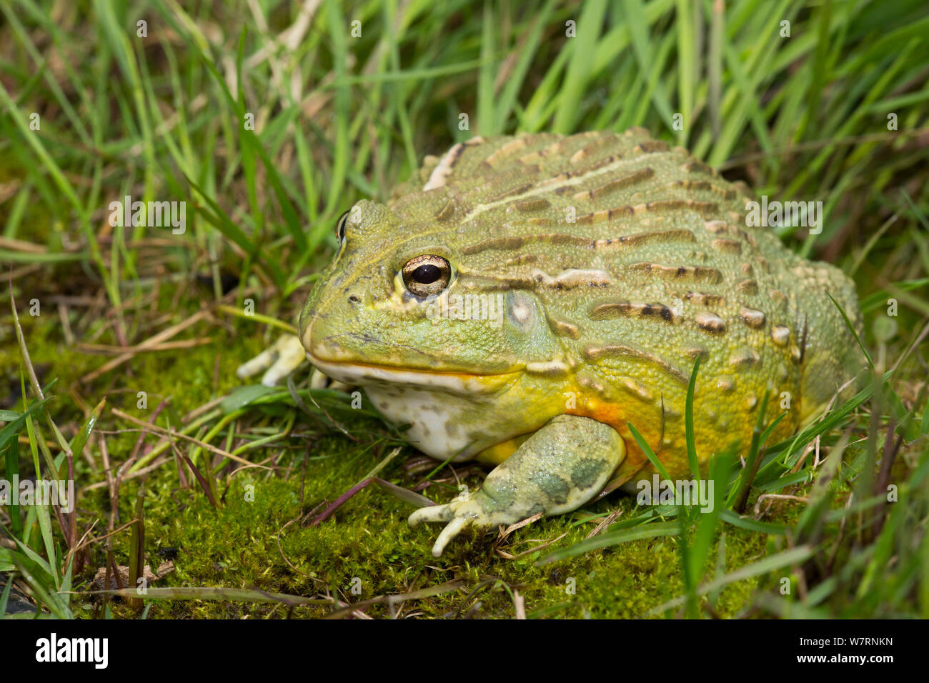 African Bullfrog (Pyxicephalus adspersus) captive, a somewhat unusual