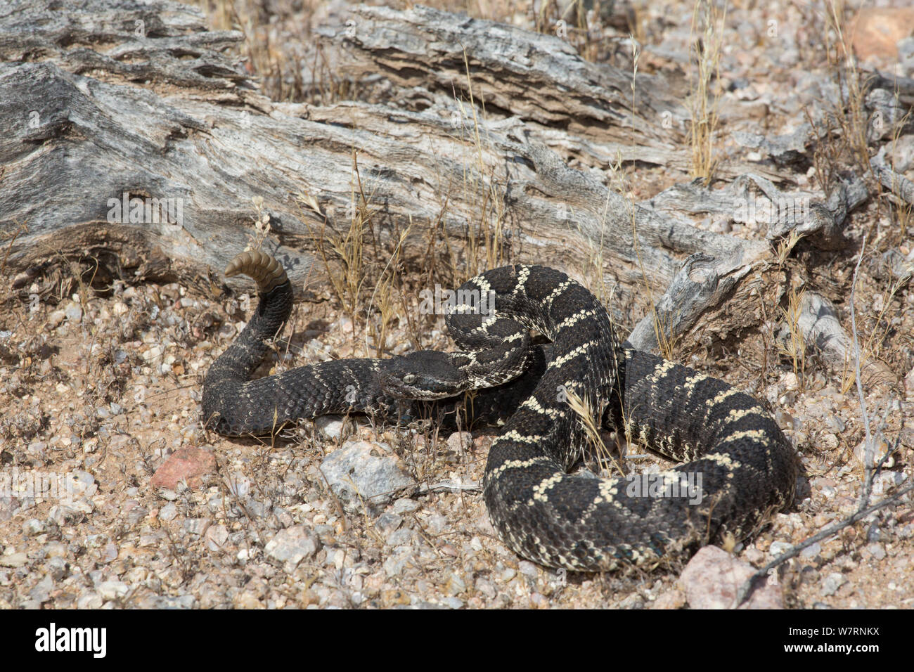 Arizona Black Rattlesnake (Crotalus cerberus) Sonoran Desert, Mesa ...