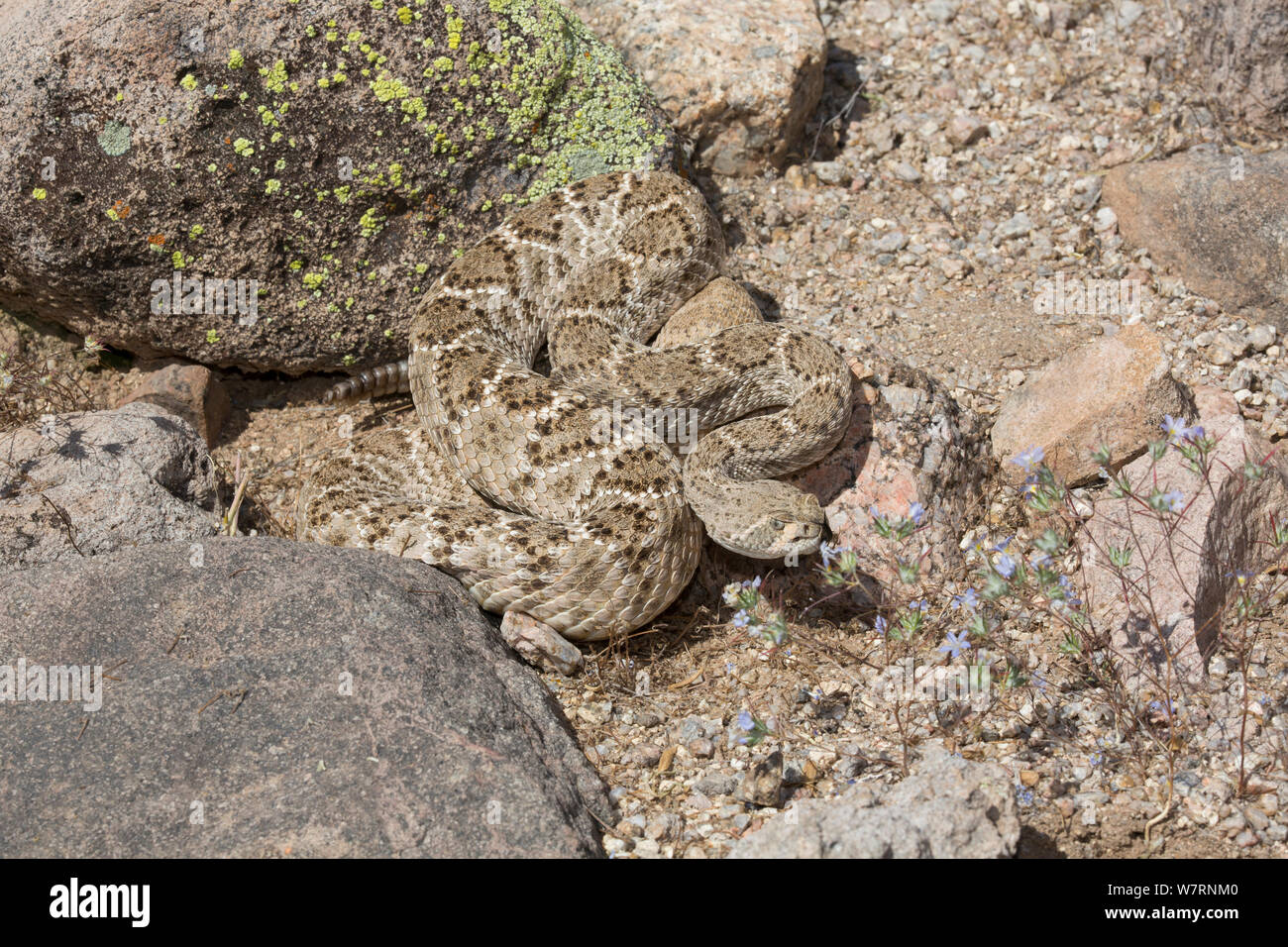 Western Diamondback Rattlesnake (Crotalus atrox) by a patch of Miniature Woolystar (Eriastrum diffusum) in the Sonoran Desert, Mesa, Arizona, USA Stock Photo