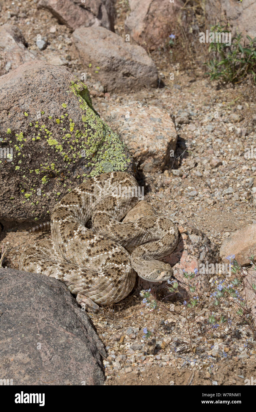 Western Diamondback Rattlesnake (Crotalus atrox) by a patch of Miniature Woolystar (Eriastrum diffusum) in the Sonoran Desert, Mesa, Arizona, USA Non-exclusive Stock Photo