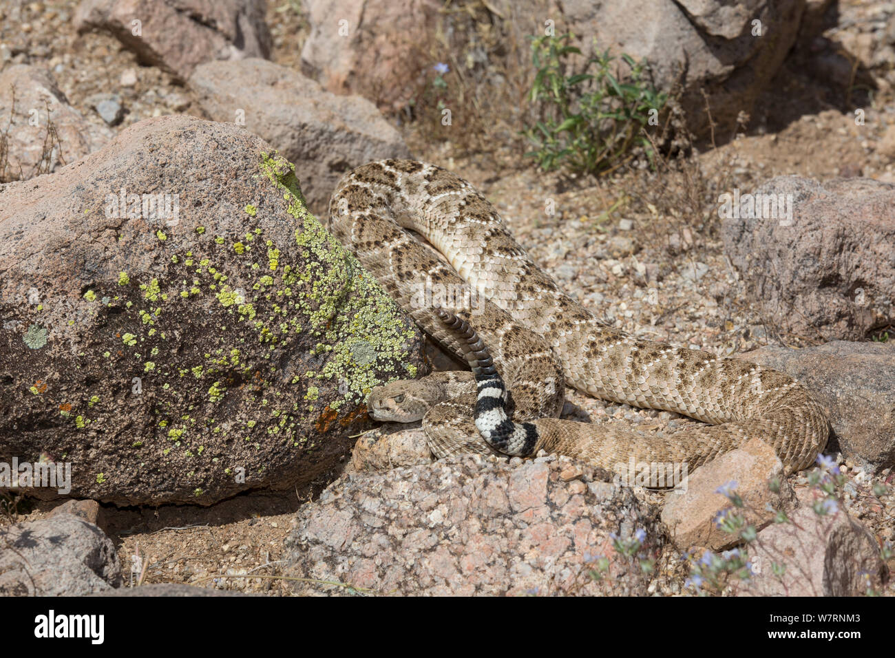 Western Diamondback Rattlesnake (Crotalus atrox) by a patch of Miniature Woolystar (Eriastrum diffusum) in the Sonoran Desert, Mesa, Arizona, USA Stock Photo