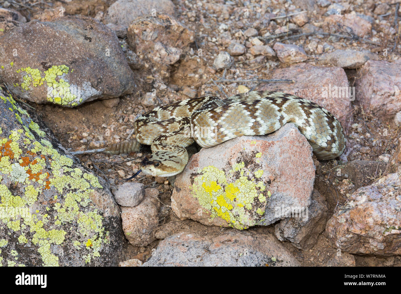 Northern Black-Tailed Rattlesnake (Crotalus molossus molossus) Sonoran Desert, Mesa, Arizona, USA. Non-exclusive Stock Photo