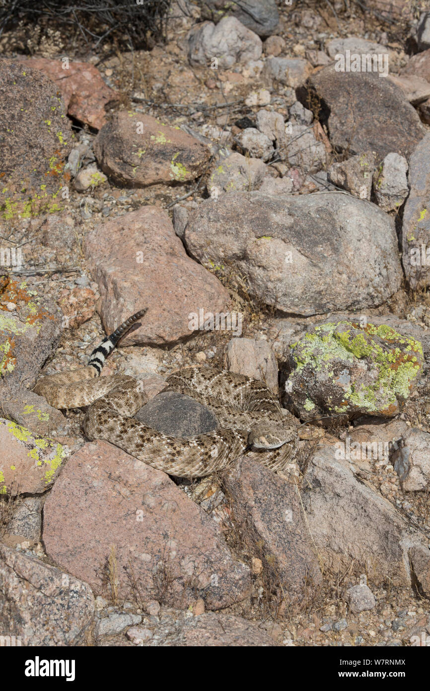 Western Diamondback Rattlesnake (Crotalus atrox) Sonoran Desert, Mesa, Arizona, USA Stock Photo