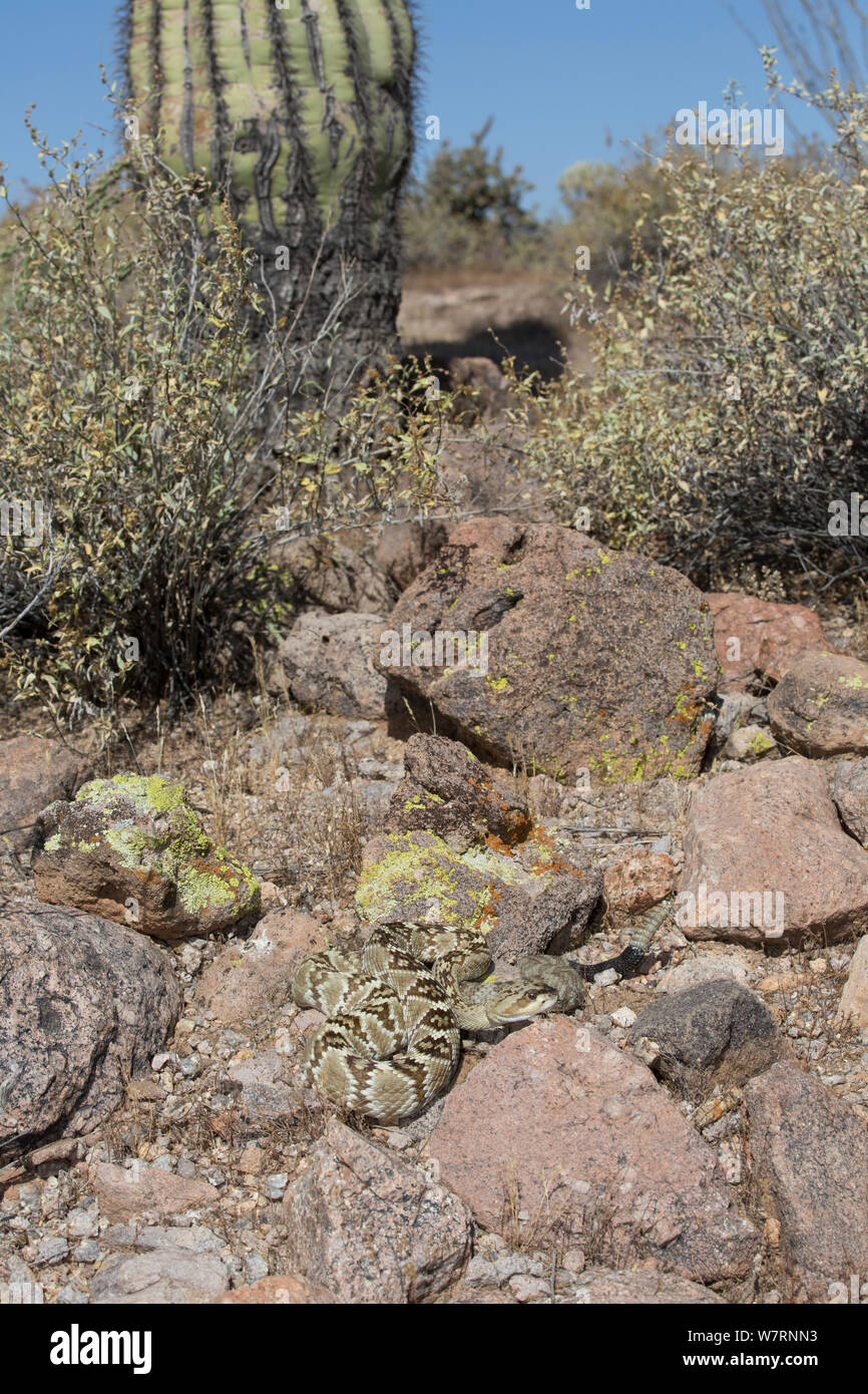 Northern Black-Tailed Rattlesnake (Crotalus molossus molossus) Sonoran Desert, Mesa, Arizona, USA Stock Photo