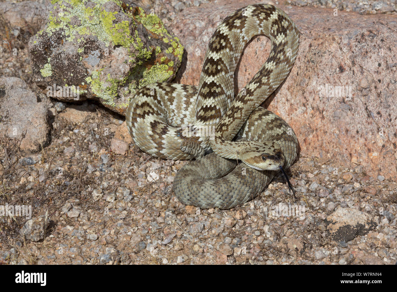 Northern Black-Tailed Rattlesnake (Crotalus molossus molossus) Sonoran Desert, Mesa, Arizona, USA Stock Photo