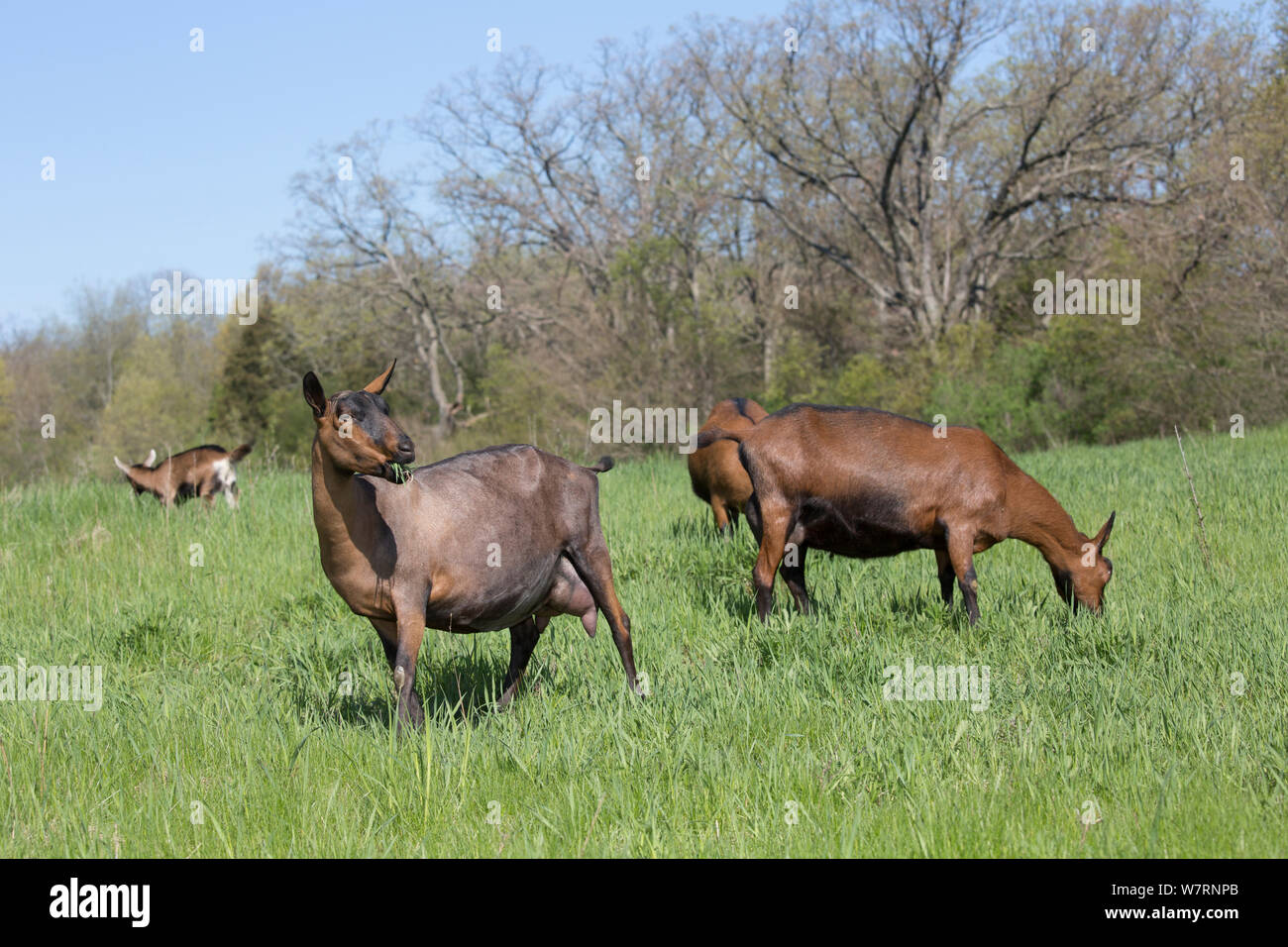 Breeds in north east usa hires stock photography and images Alamy