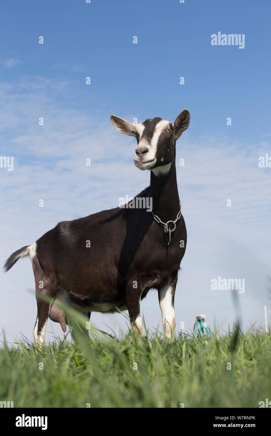 Alpine Goat (a dairy breed) nanny goat in pasture, Poplar Grove, Illinois, USA. Non-exclusive Stock Photo