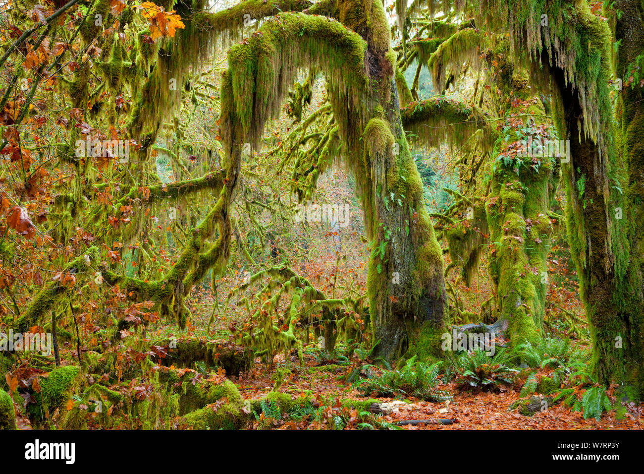 Mossy beards hang from these big leaf maple trees (Acer macrophyllum) in the Hall of Mosses section of the Hoh Rainforest in  Olympic National Park. Washington. USA. November 2012 Stock Photo