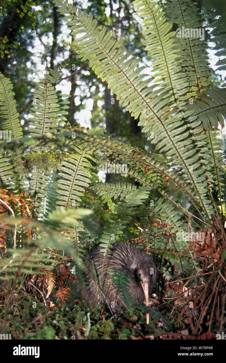 Okarito Brown Kiwi (Apteryx rowi)  male known as 'Scooter' patrolling his territory, from population of 200. Okarito Forest, Westland, South Island, New Zealand. Stock Photo