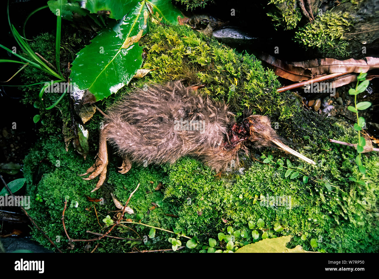 Okarito Brown Kiwi (Apteryx rowi) chick killed by stoat - an introduced predator. Okarito Forest, Westland National Park, South Island, New Zealand. Stock Photo
