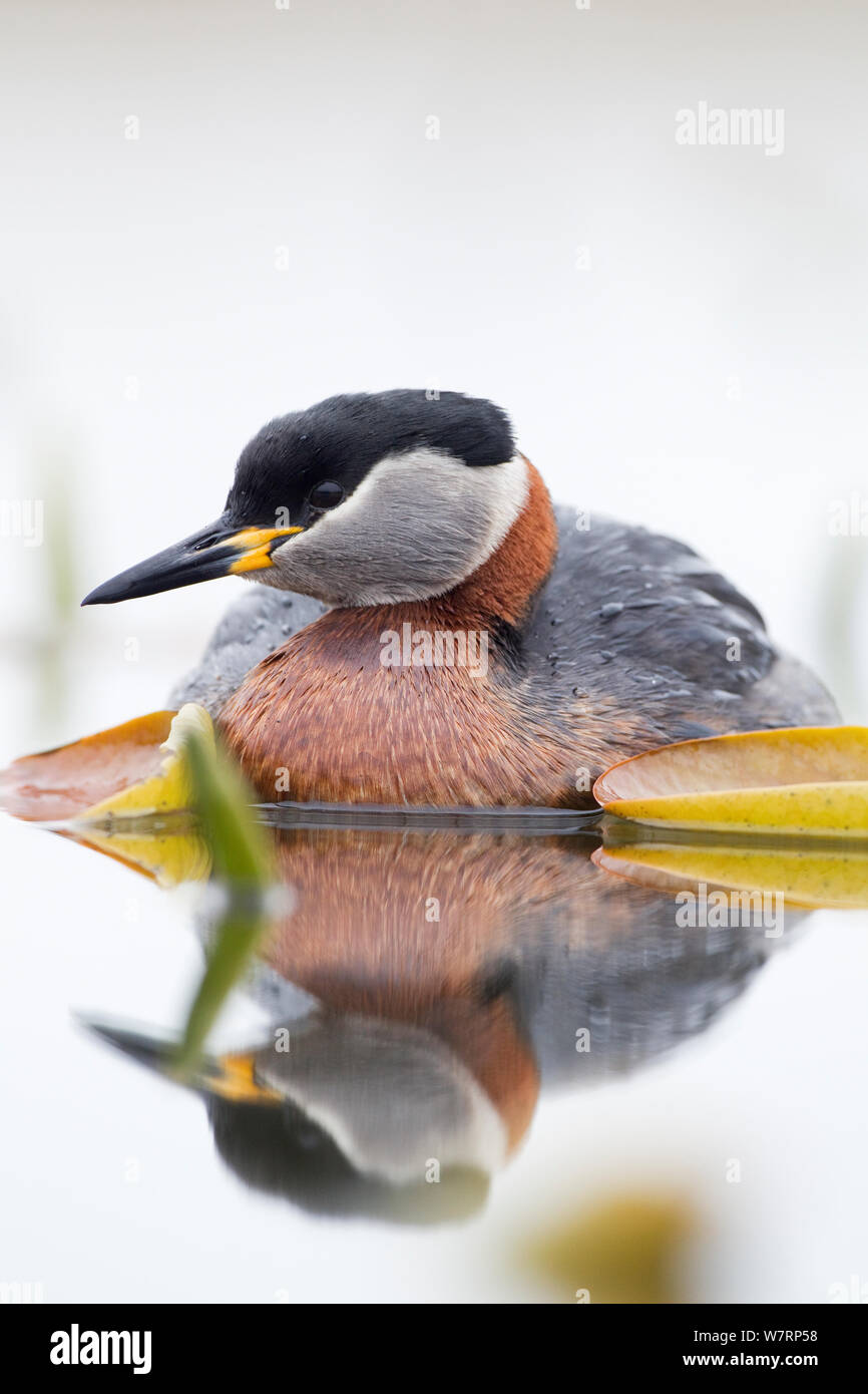Red-necked Grebe (Podiceps grisegena) reflected in water, Bulgaria. April. Stock Photo