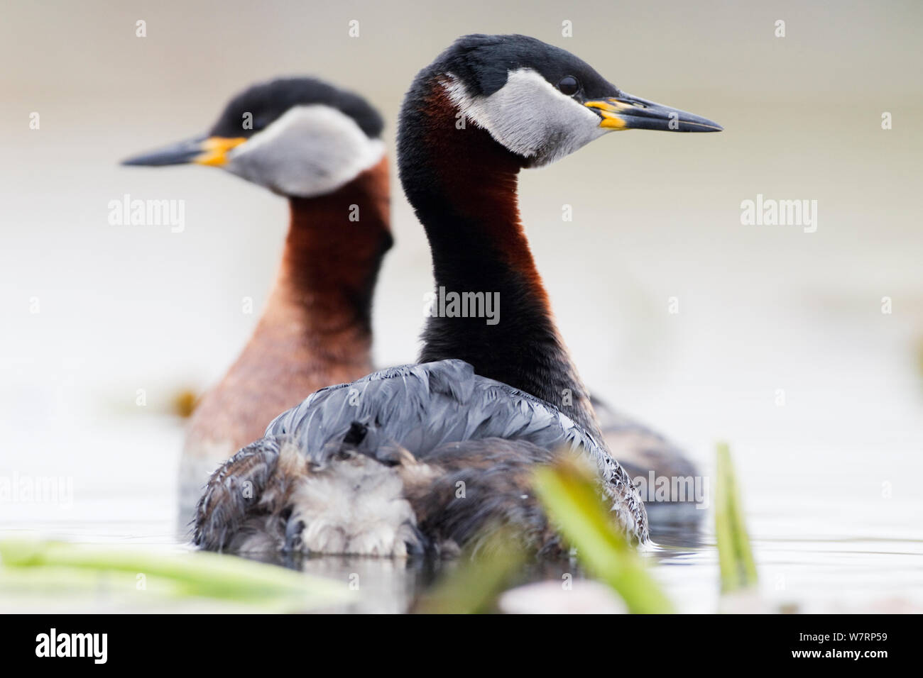 Red-necked Grebe (Podiceps grisegena) mimicking each other during courtship display. Bulgaria. April. Stock Photo